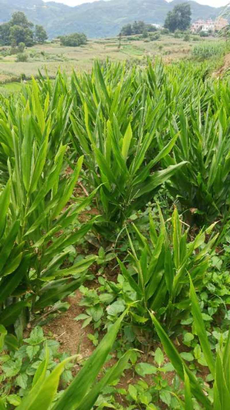 云南文山马关阳菏，也叫阳荷姜