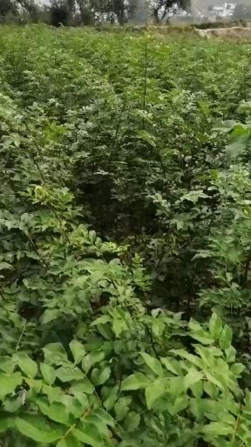 嫁接无刺花椒苗橄榄树苗