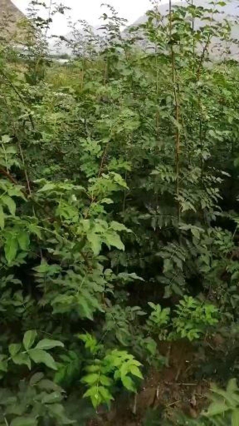 嫁接无刺花椒苗橄榄树苗