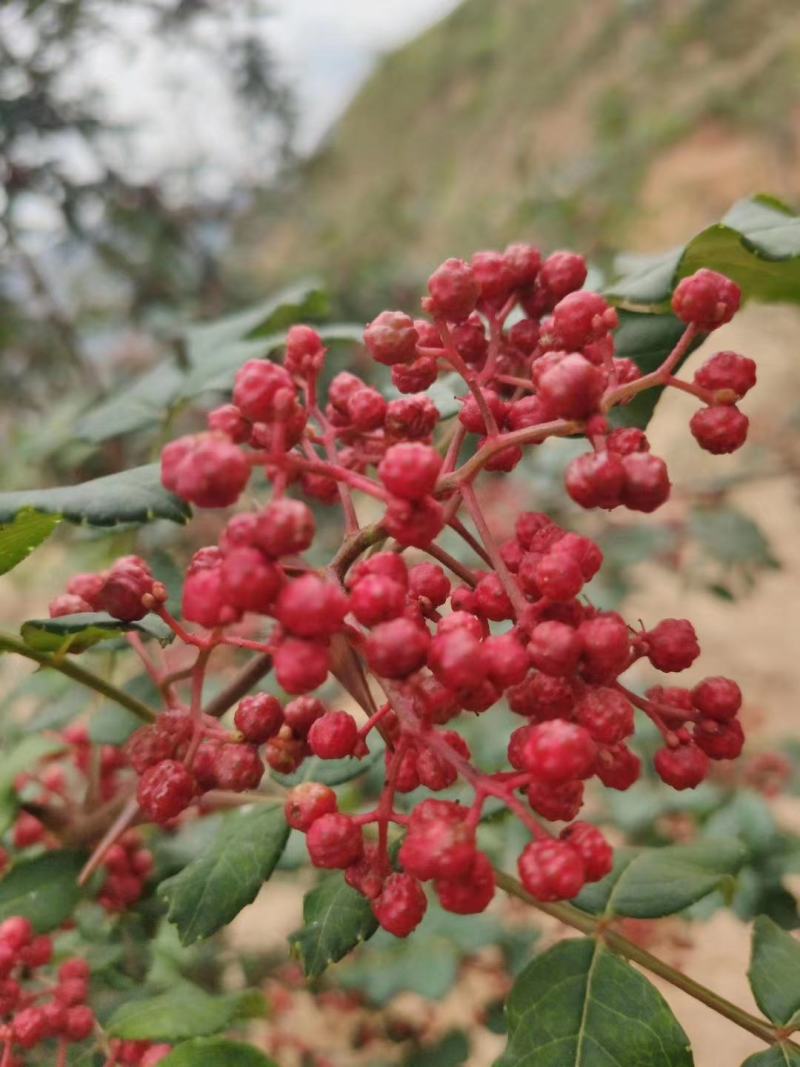 嫁接无刺花椒苗橄榄树苗