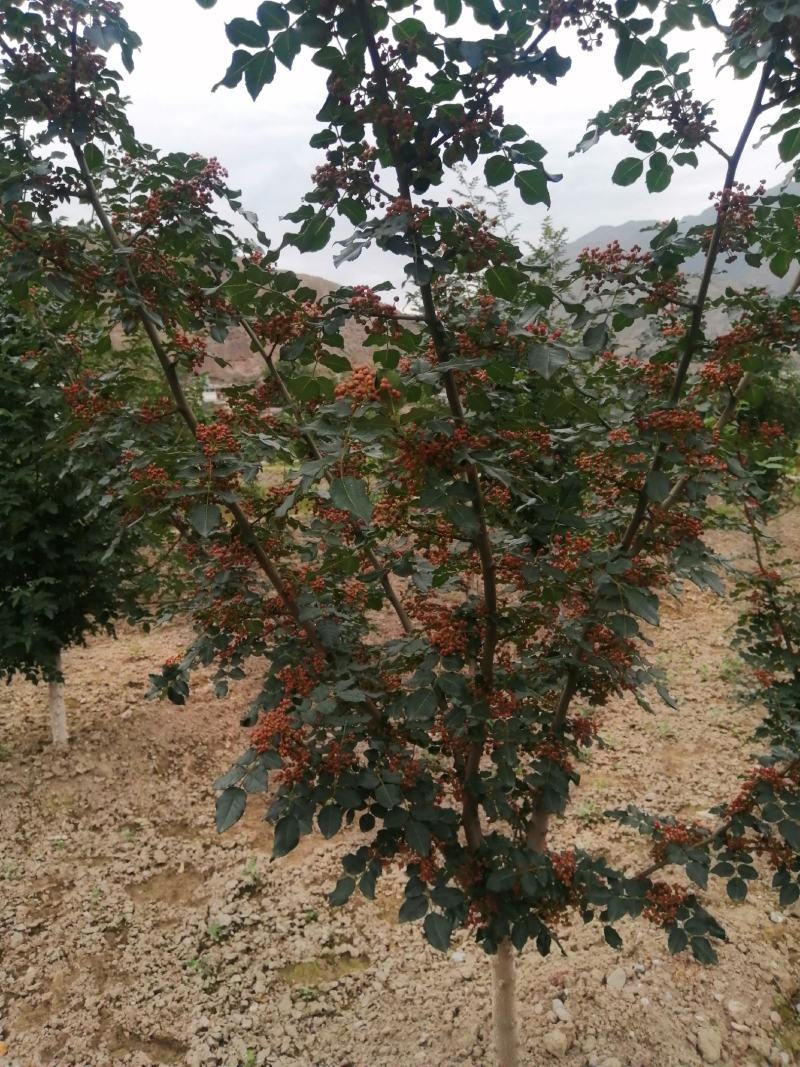 嫁接无刺花椒苗橄榄树苗