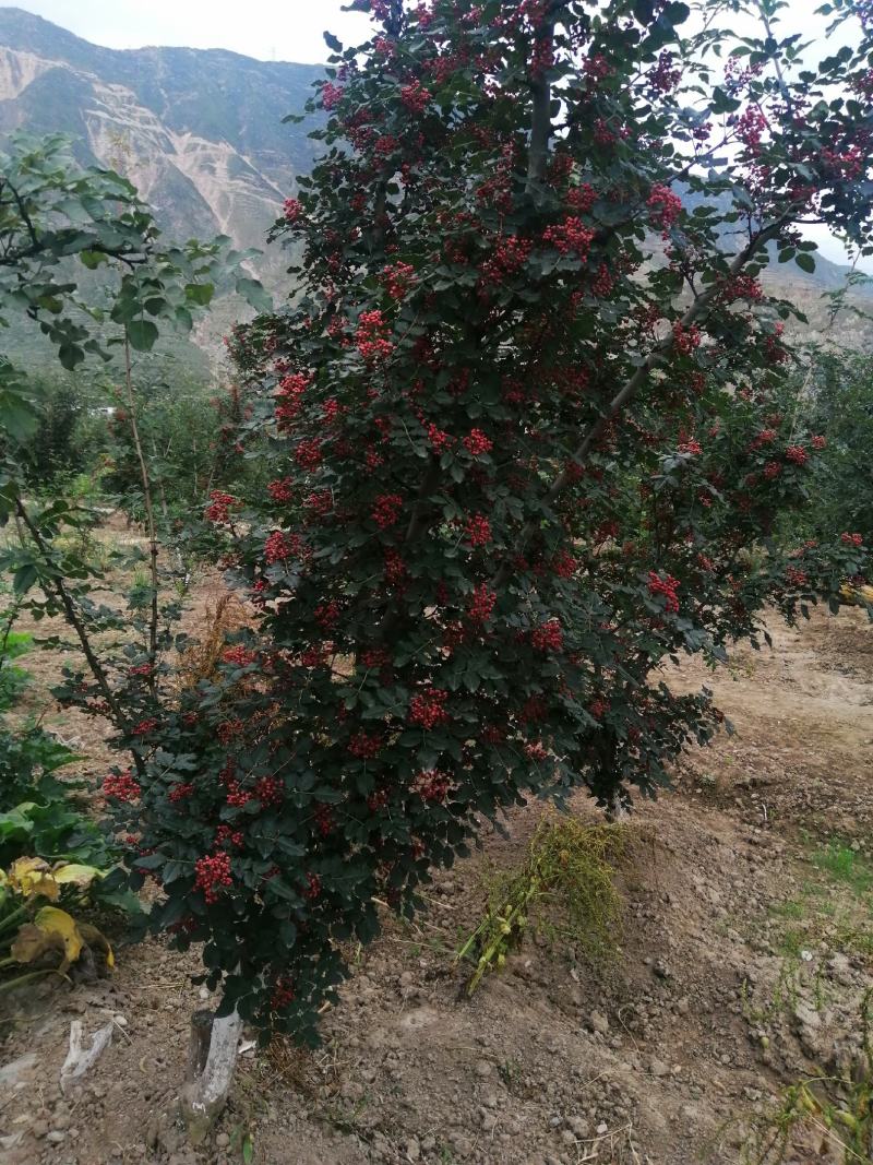 嫁接无刺花椒苗橄榄树苗