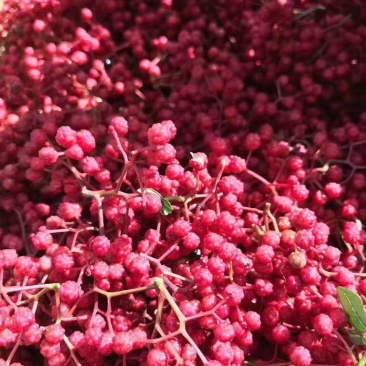 嫁接无刺花椒苗橄榄树苗