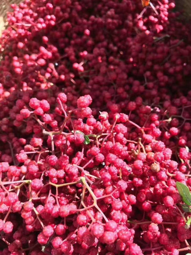 嫁接无刺花椒苗橄榄树苗