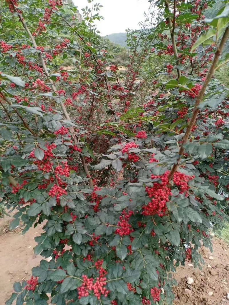 嫁接无刺花椒苗橄榄树苗