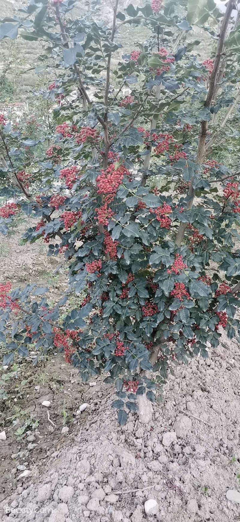 嫁接无刺花椒苗橄榄树苗