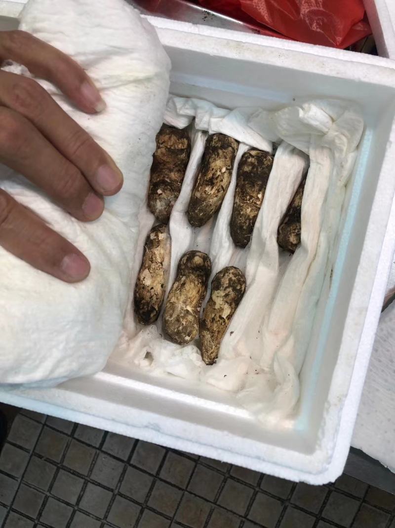 小金松茸................