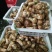 小金松茸................