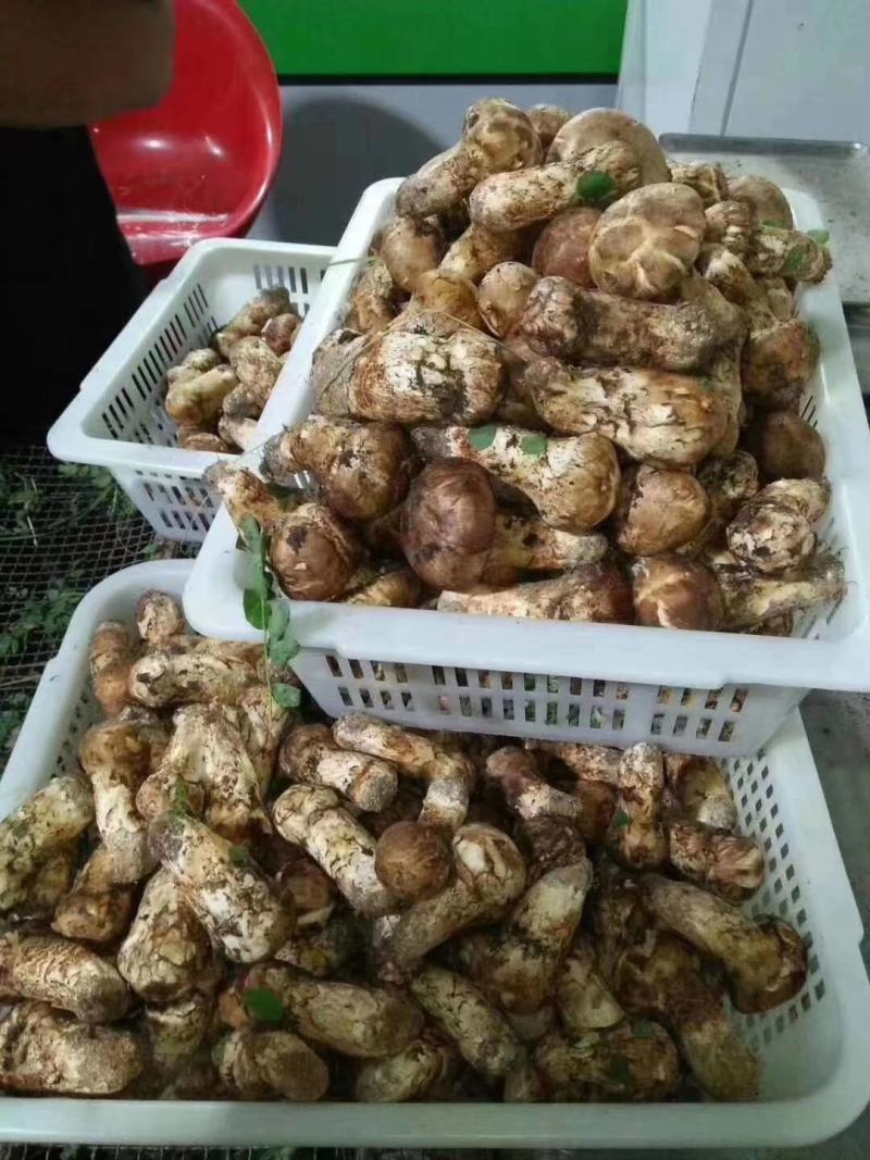 小金松茸................