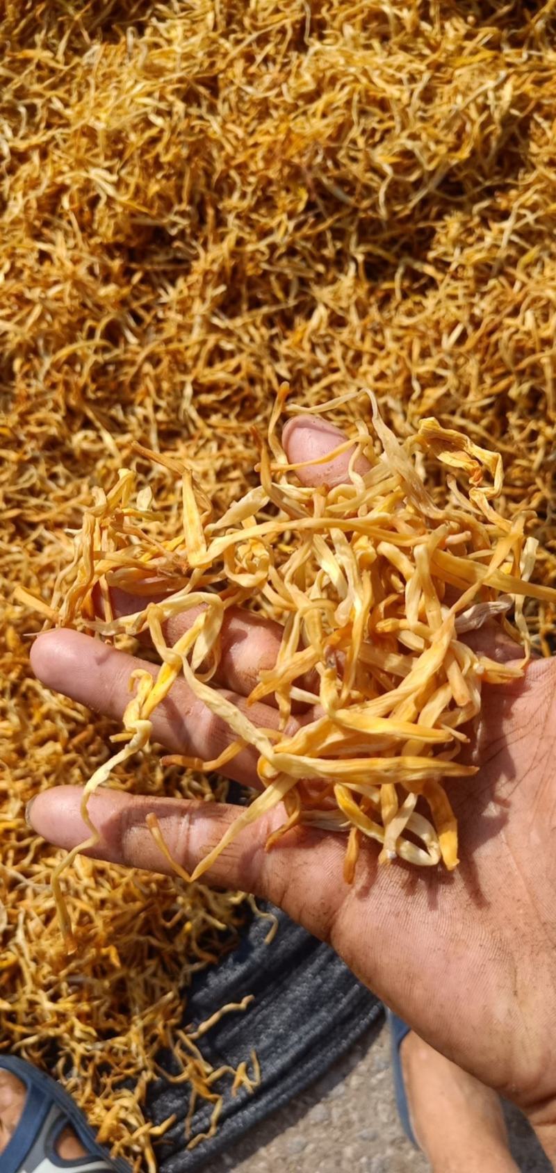 黄花菜产地直发质量稳定，价格优惠，长期有货，量大优惠。。
