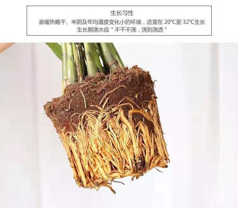 精品金钱树/客厅/量大优惠