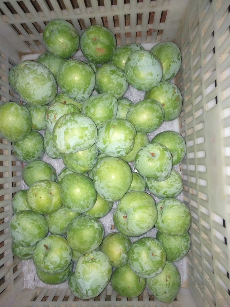 纯甜奈李李子中的精品