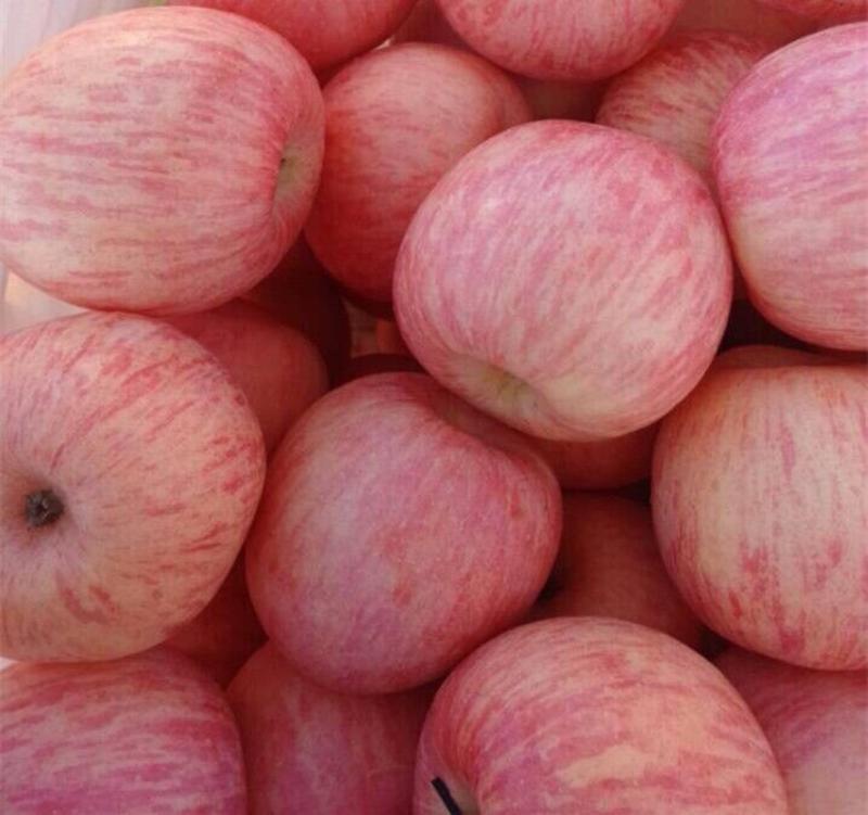 水晶红富士山东苹果产地直供鲜果冷库优质精品脆甜