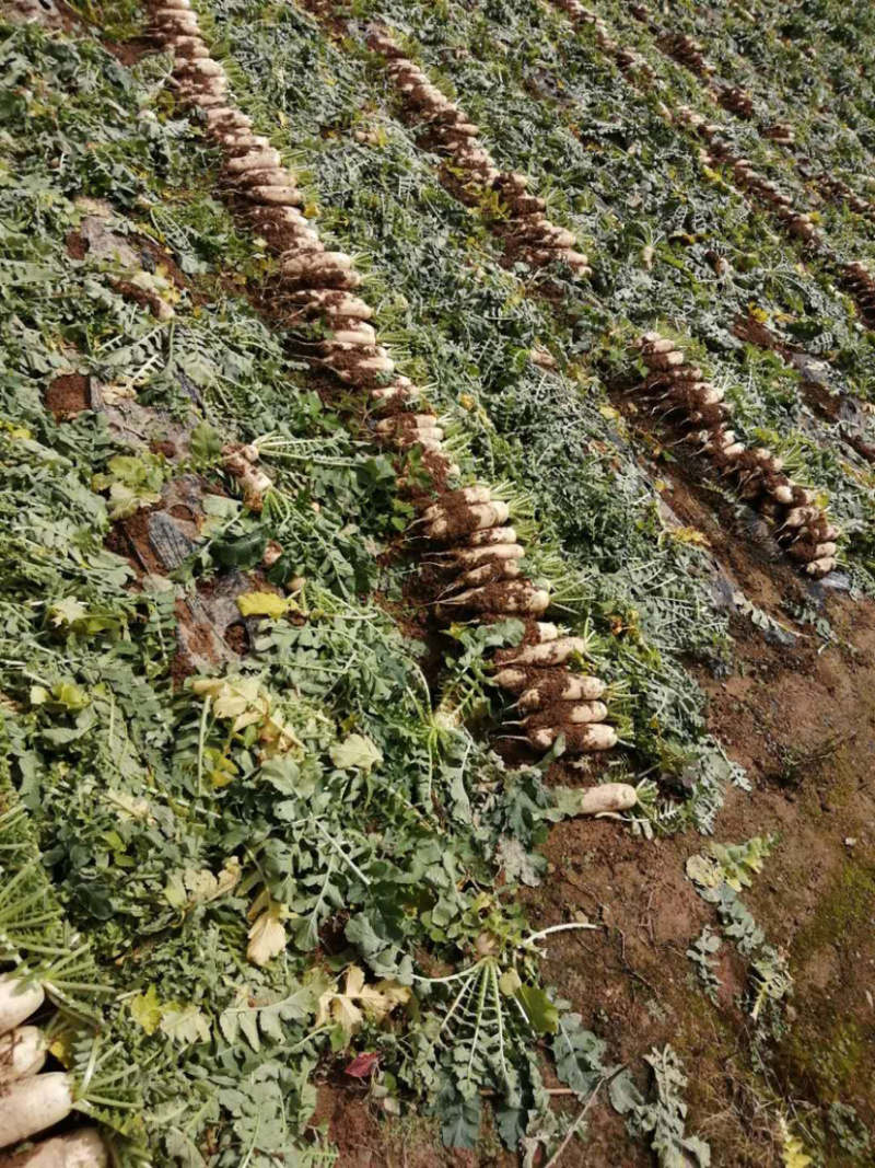 富硒萝卜！！大量上市