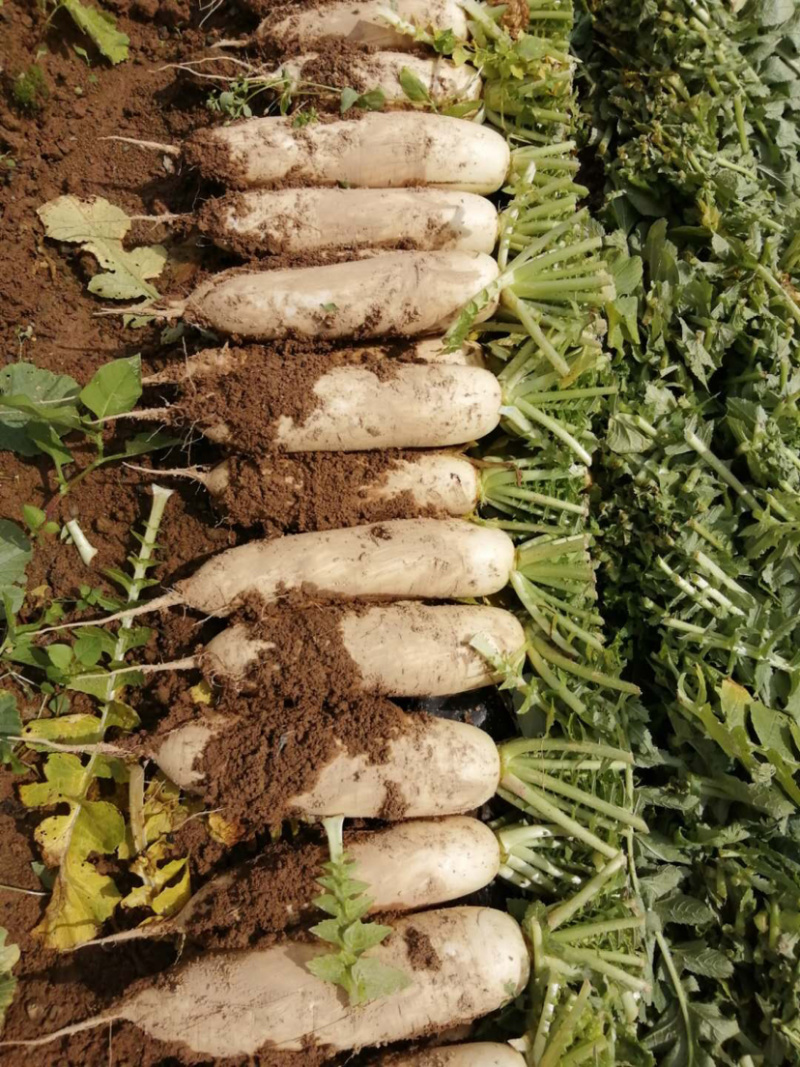 富硒萝卜！！大量上市