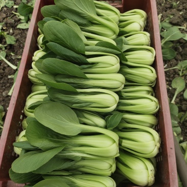 油菜上海小青菜上海青大量种植户