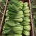 油菜上海小青菜上海青大量种植户