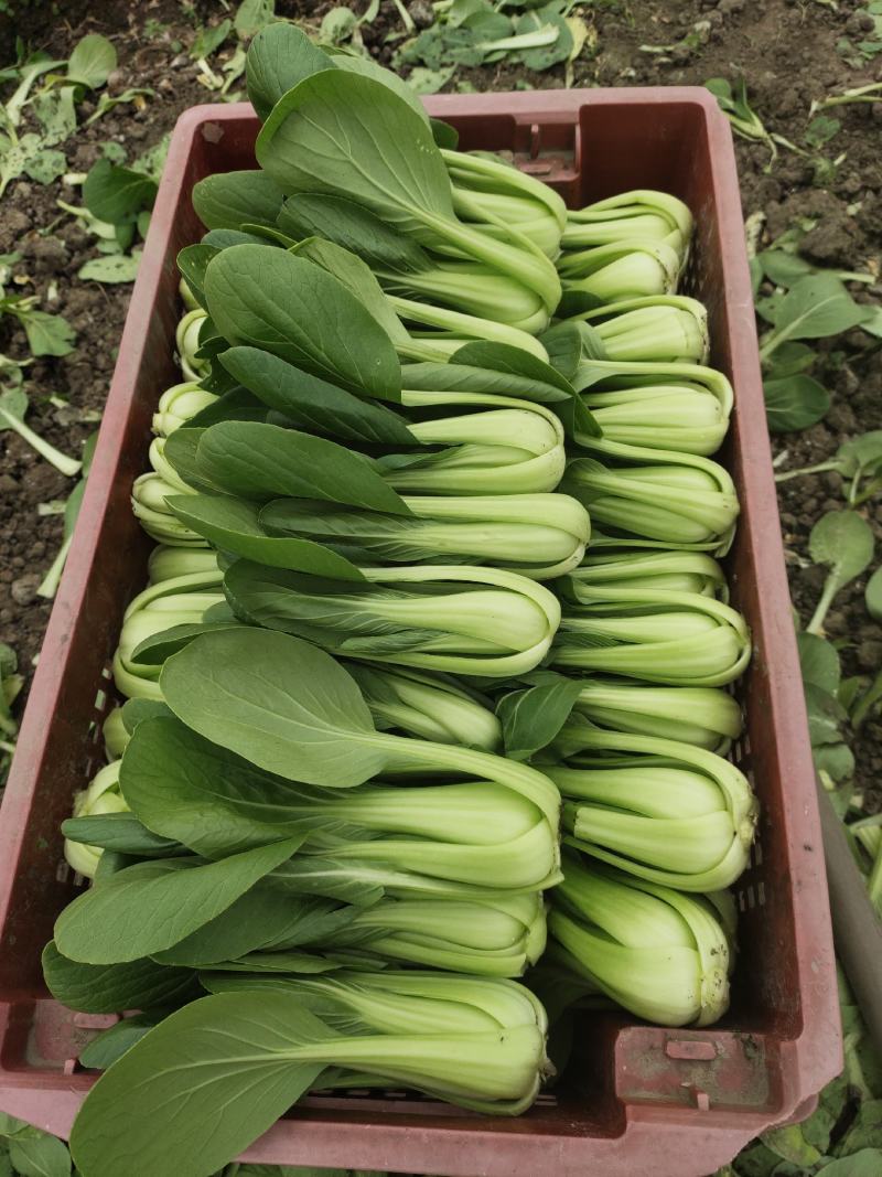 油菜上海小青菜上海青大量种植户