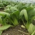 油菜上海小青菜上海青大量种植户