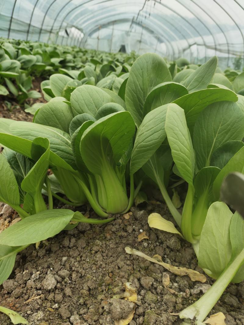 油菜上海小青菜上海青大量种植户