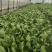 油菜上海小青菜上海青大量种植户