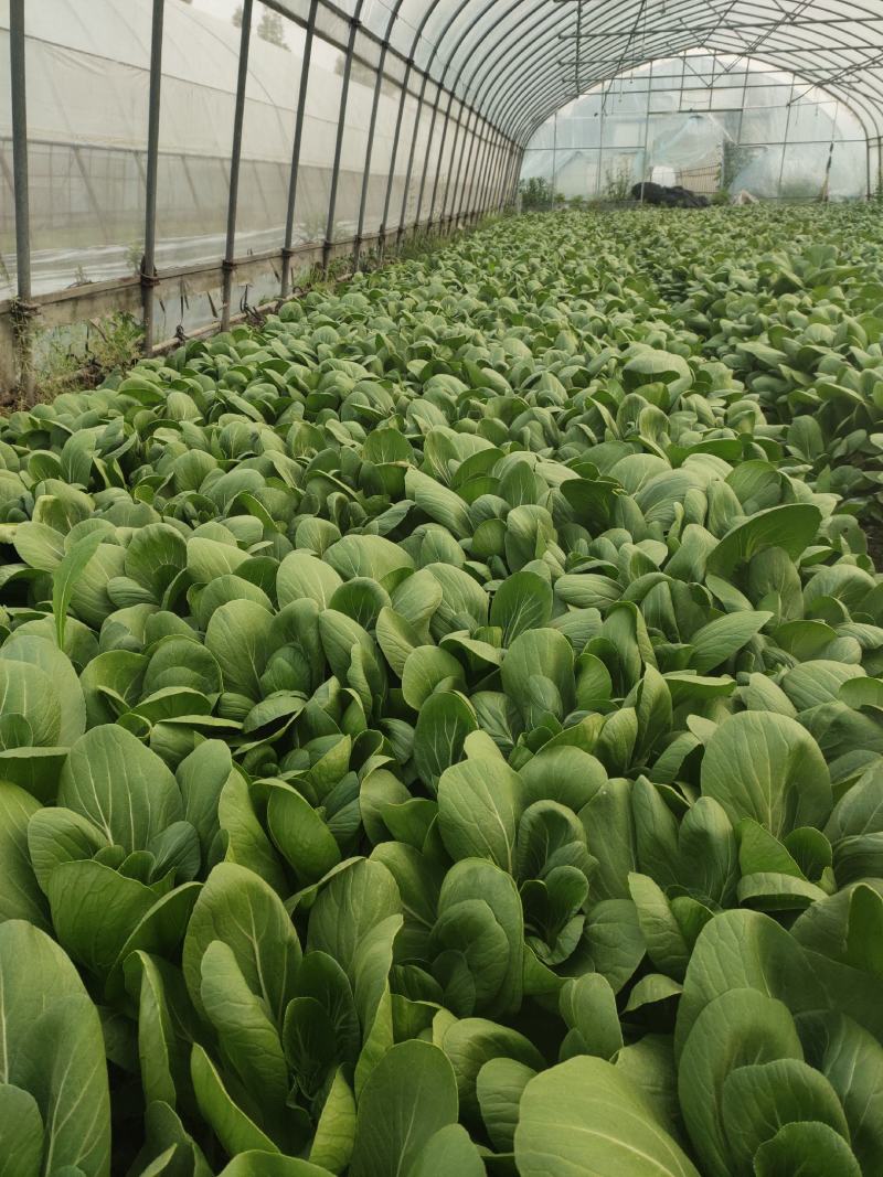 油菜上海小青菜上海青大量种植户