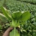 油菜上海小青菜上海青大量种植户