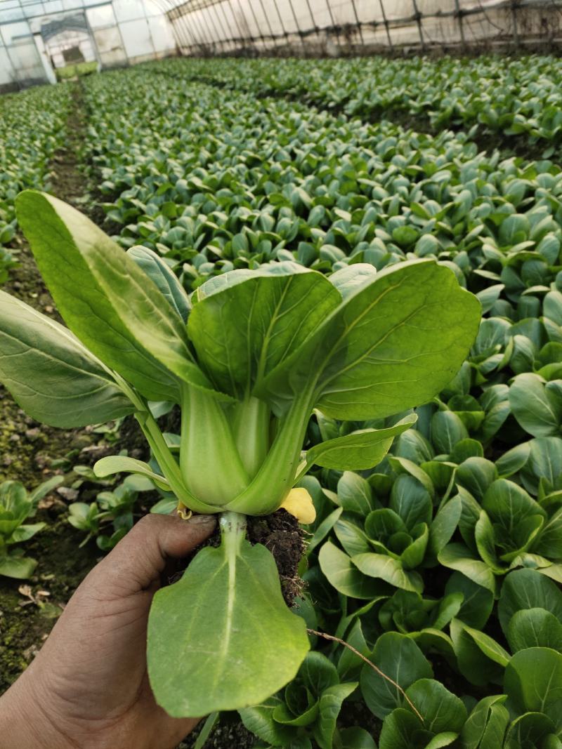 油菜上海小青菜上海青大量种植户