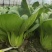 油菜上海小青菜上海青大量种植户