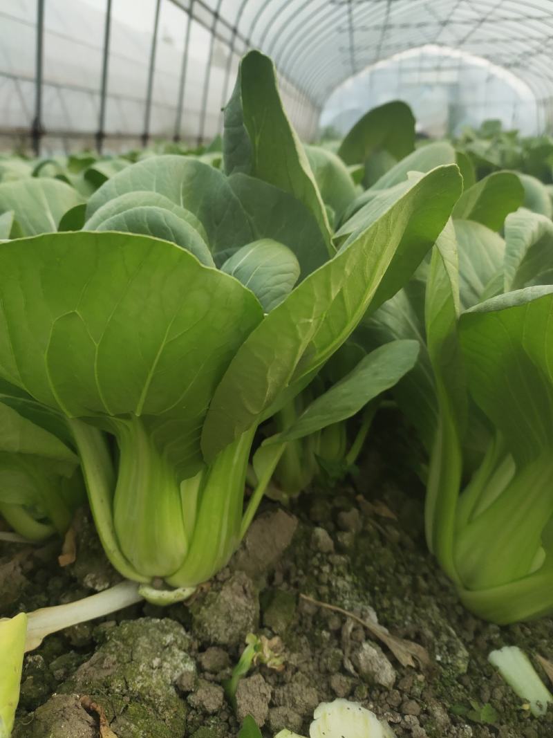 油菜上海小青菜上海青大量种植户