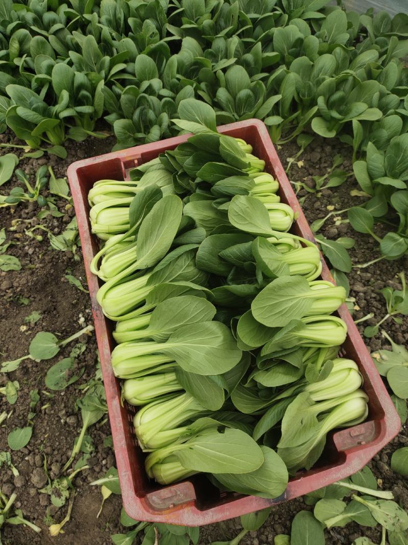 油菜上海小青菜上海青大量种植户