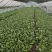 油菜上海小青菜上海青大量种植户