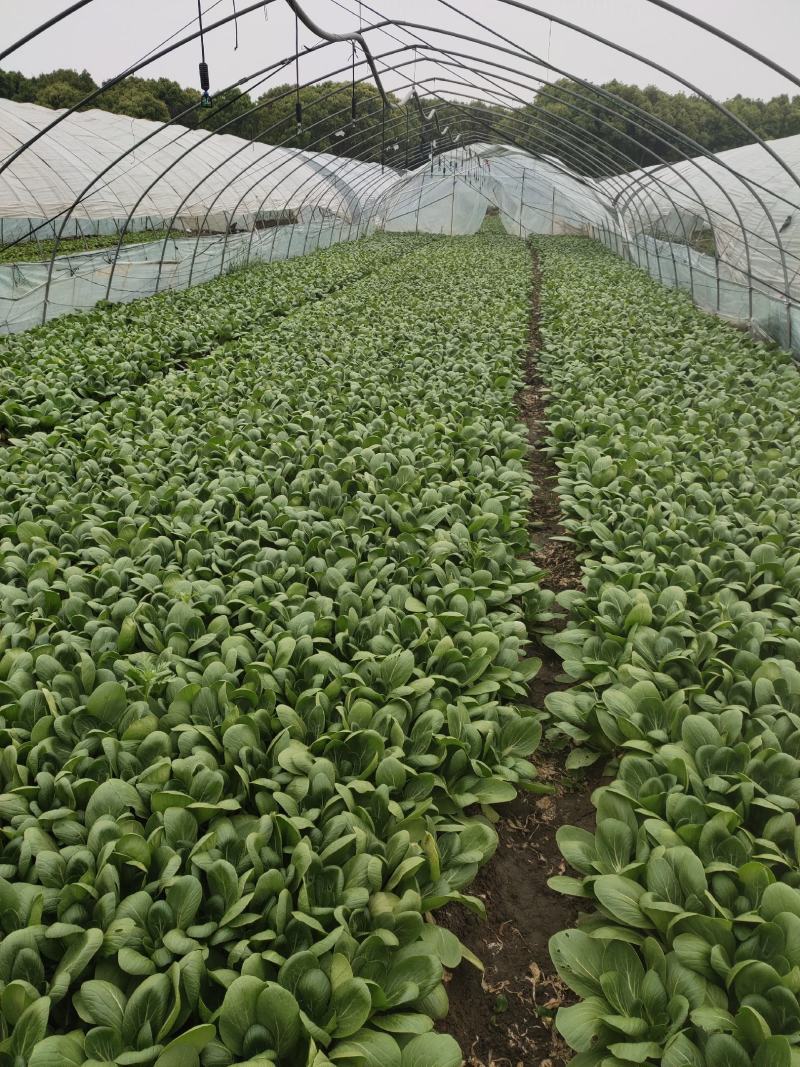 油菜上海小青菜上海青大量种植户