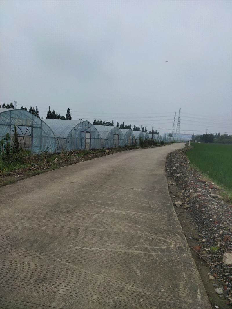 油菜上海小青菜上海青大量种植户