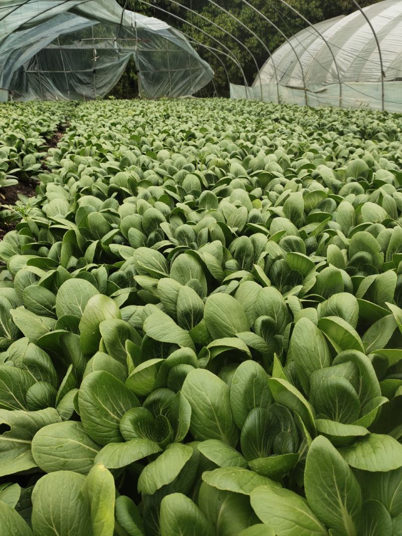 油菜上海小青菜上海青大量种植户