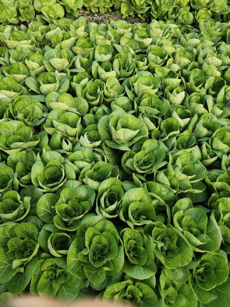 大批量主营上海小青菜