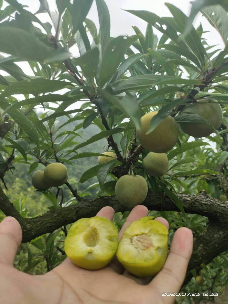 青脆李