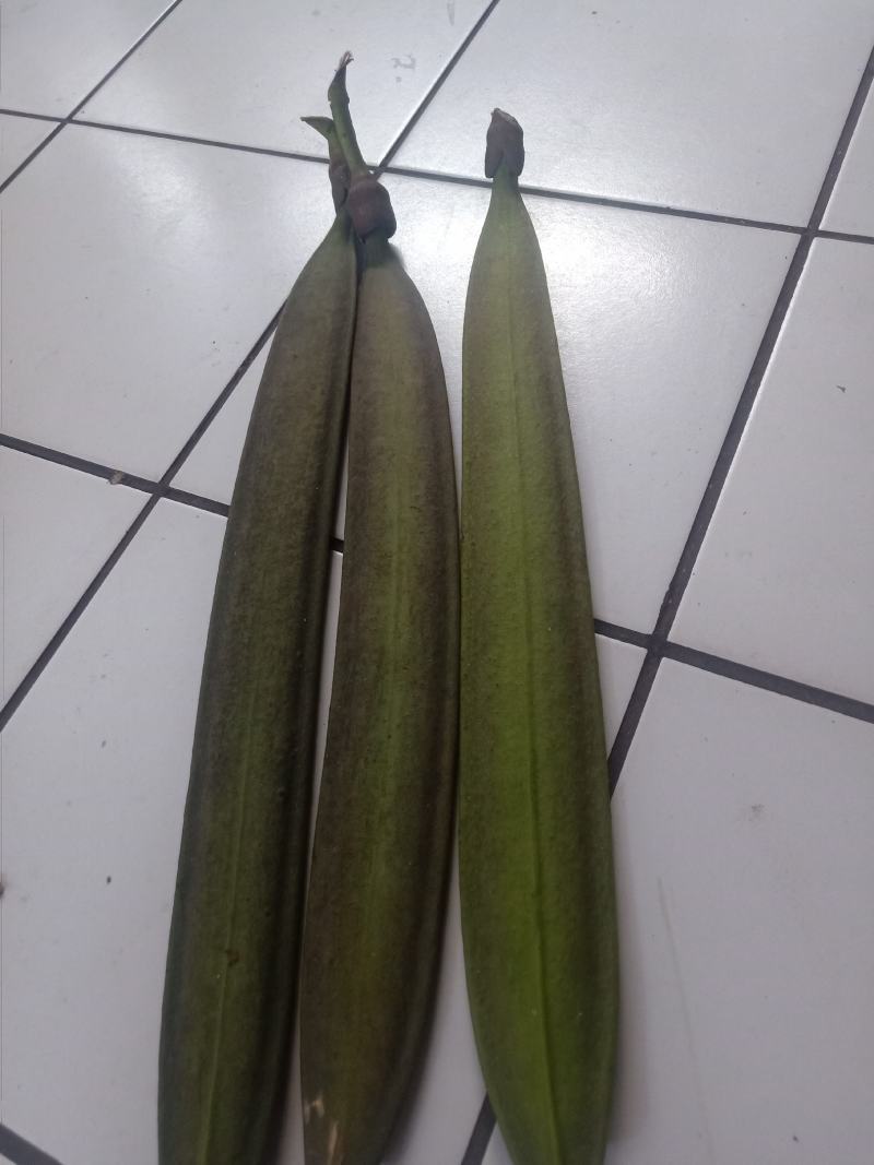 云南木蝴蝶_鲜货