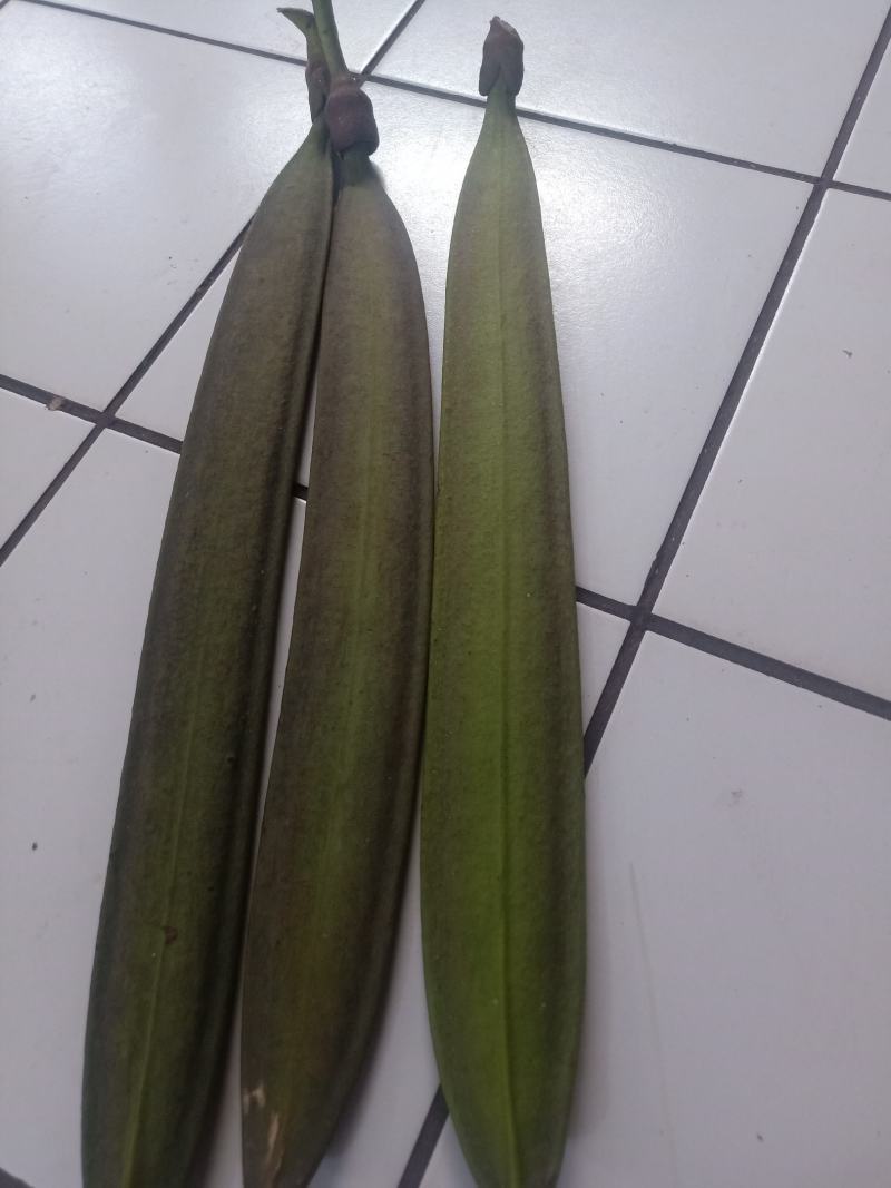 云南木蝴蝶_鲜货