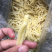 毛竹笋无限量供应可深加工酸笋黄笋丝螺丝粉专用酸笋