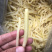 毛竹笋无限量供应可深加工酸笋黄笋丝螺丝粉专用酸笋