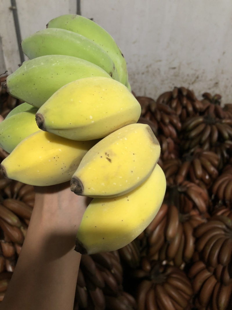 源头苹果蕉基地现割现打包社区团购一件代发