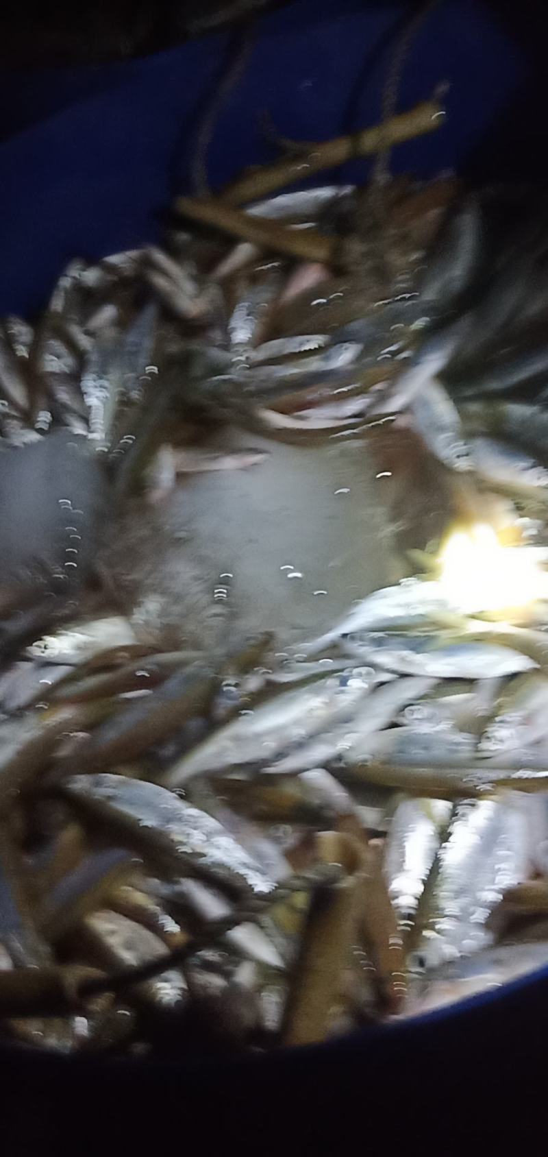 出卖鱼仔篮刀鱼仔要的老板信息