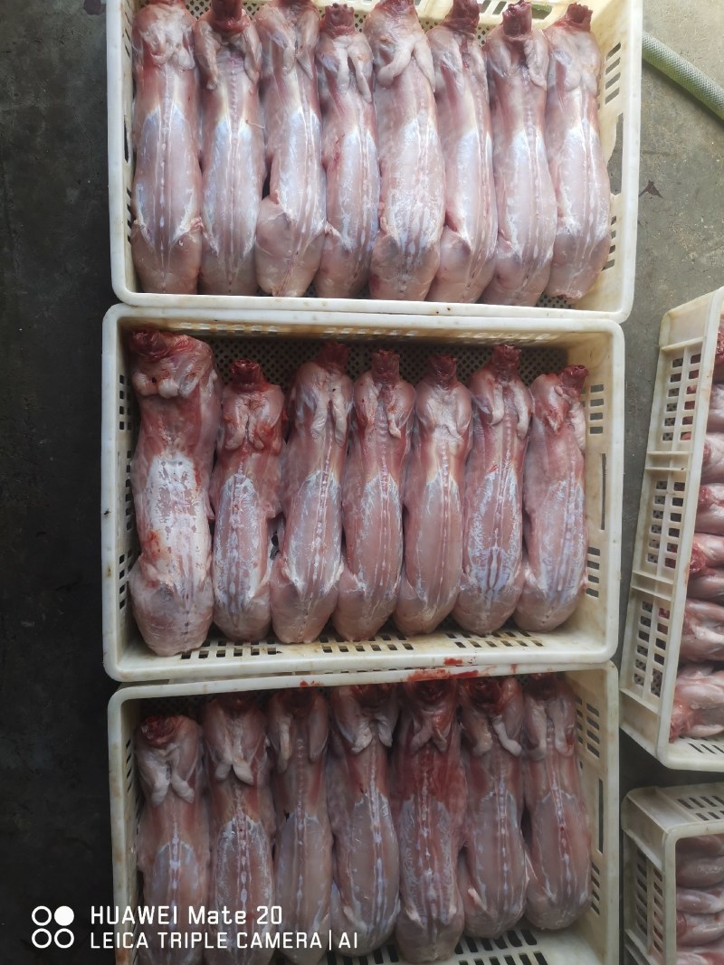【力荐】兔肉供应各种规格冰鲜冷冻带皮兔肉口感好欢迎来电