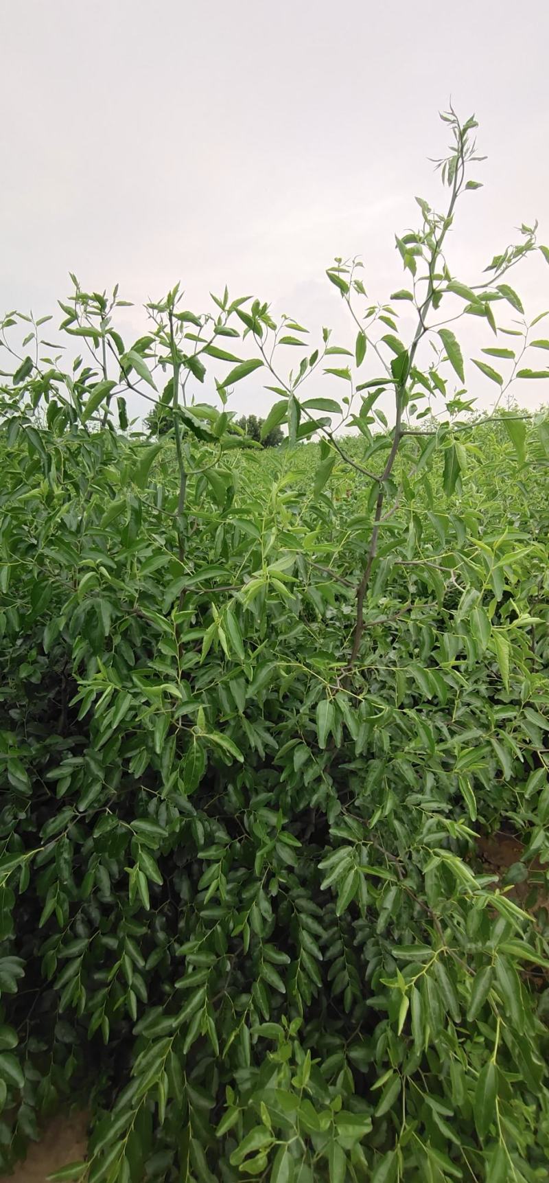 【河北枣树苗】优质骏枣苗，沾化冬枣苗