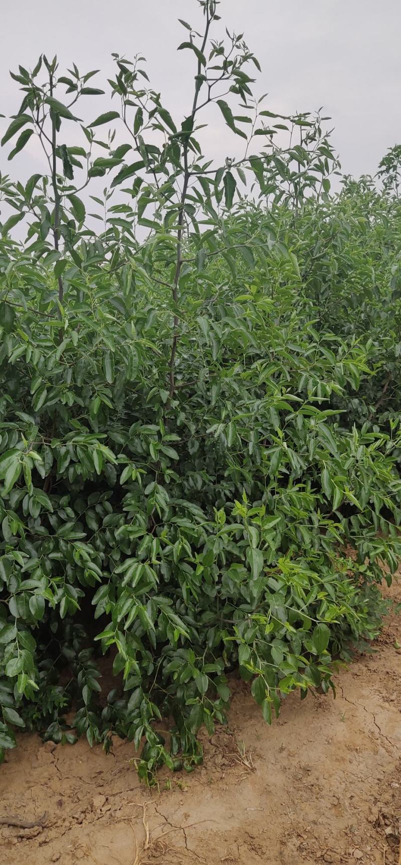 【河北枣树苗】优质骏枣苗，沾化冬枣苗