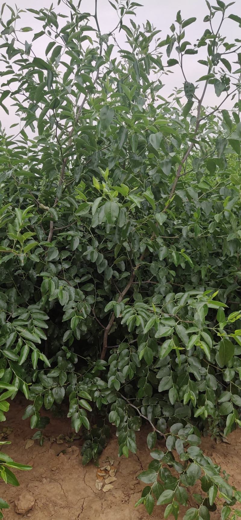 【河北枣树苗】优质骏枣苗，沾化冬枣苗