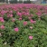 芍药苗基地一手货源，基地直销量大从优