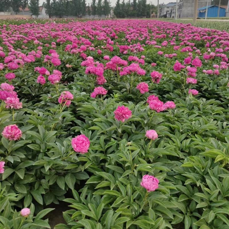 芍药苗基地一手货源，基地直销量大从优