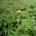 芍药苗基地一手货源，基地直销量大从优